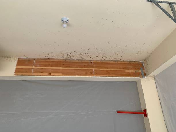 Best Commercial Mold Inspection  in Coweta, OK