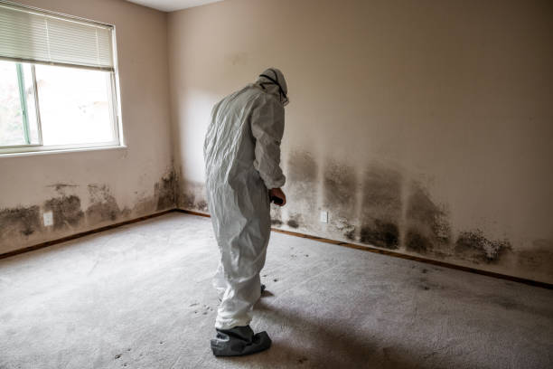 Professional Mold Removal in Coweta, OK